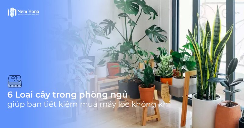 6 loại cây trong phòng ngủ