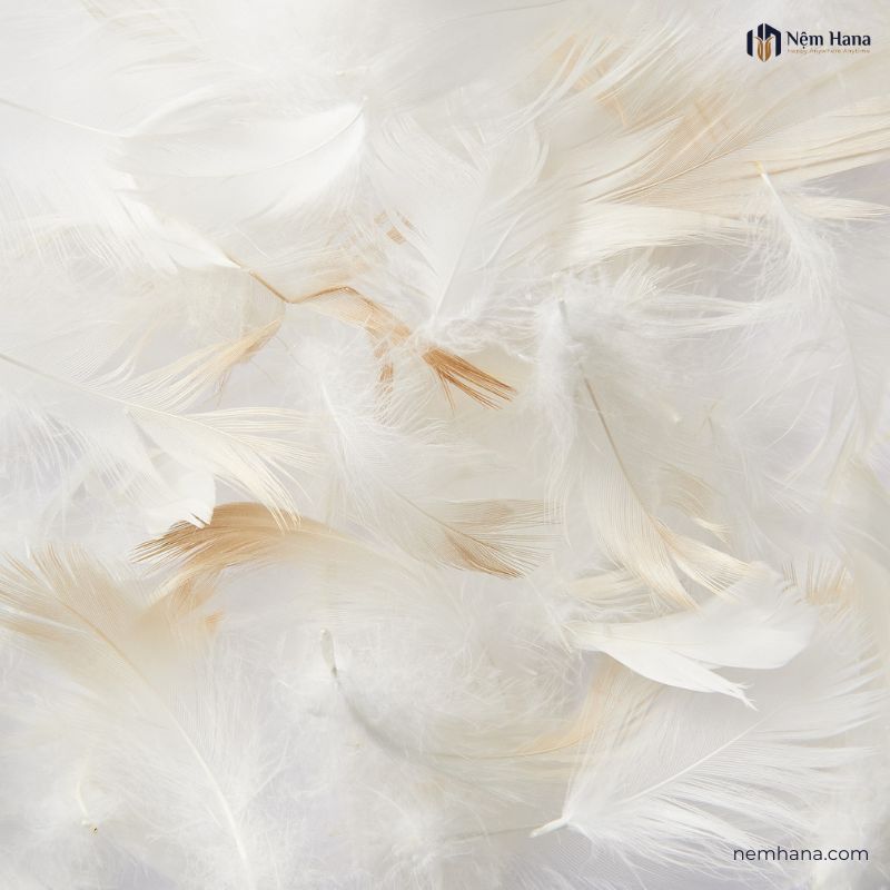 Ruột gối lông vũ